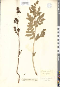 LE 00018281