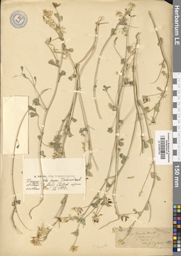 LE 01009750