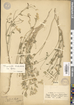 LE 01009753