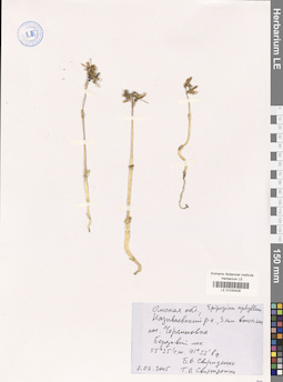 LE 01030428