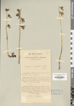 LE 01030437