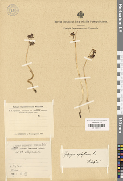 LE 01030447