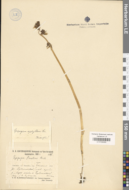 LE 01030450