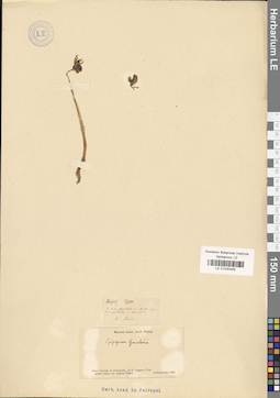 LE 01030459