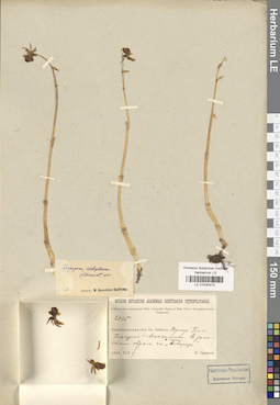 LE 01030470