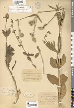 LE 00018296