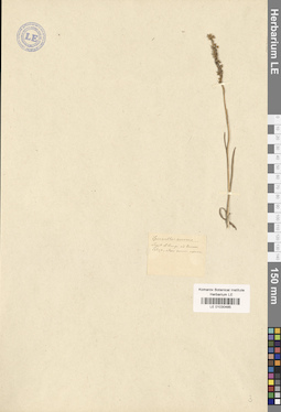 LE 01030485