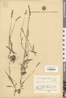 LE 01030495