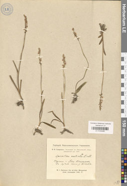 LE 01030496