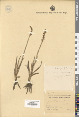 LE 01030521
