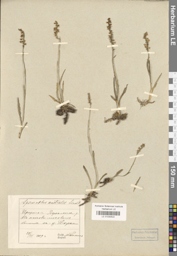 LE 01030522