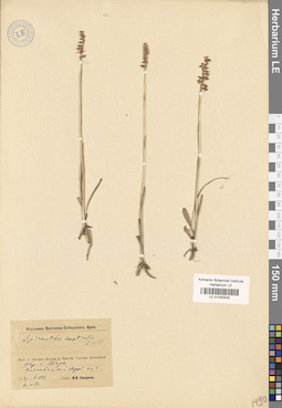 LE 01030530