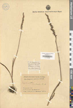 LE 01030536