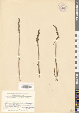 LE 01030541