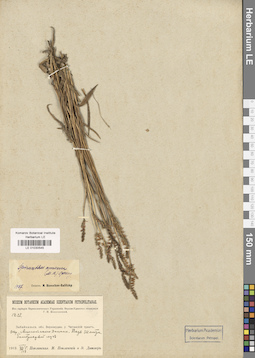 LE 01030545