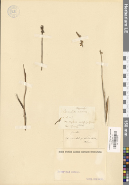 LE 01030572