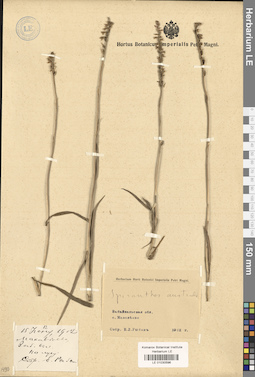 LE 01030596