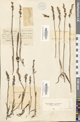 LE 01030598