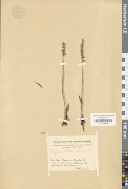 LE 01030604