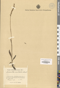 LE 01030590