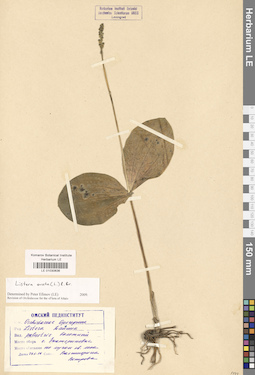 LE 01030636