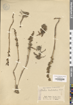LE 01030666