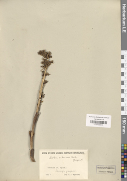 LE 01030675