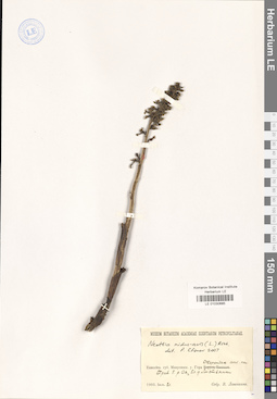 LE 01030685