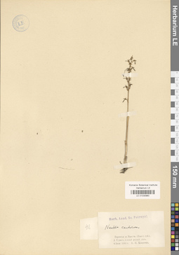 LE 01030960