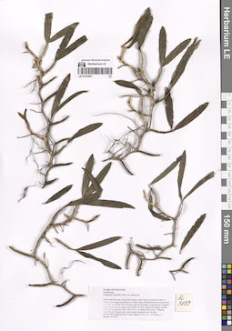 LE 01276481