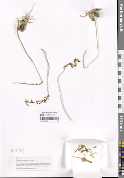 LE 01276530