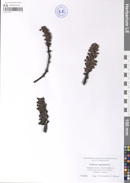 LE 01177703