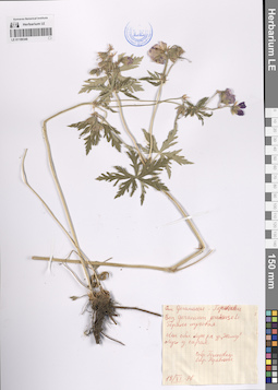 LE 01189346
