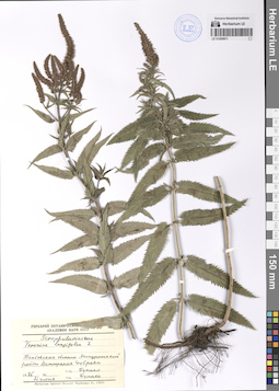 LE 01200971