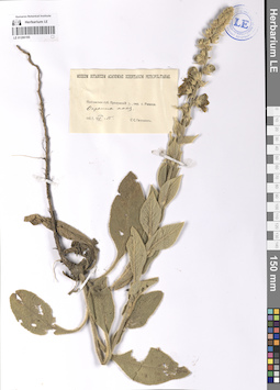 LE 01206195