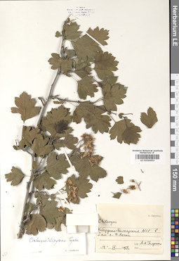 LE 01020053