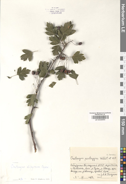LE 01020055