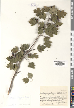 LE 01020057