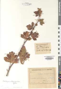 LE 01020092
