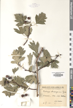 LE 01020096