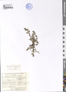 LE 01200442