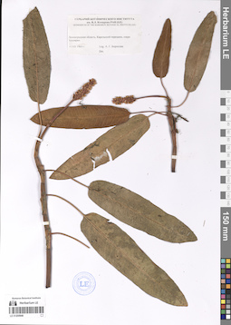 LE 01200946