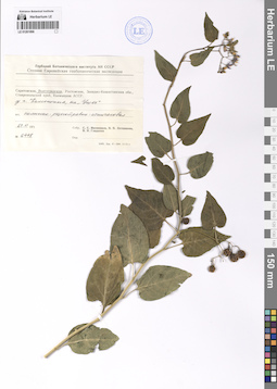 LE 01201896