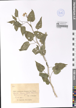 LE 01201906