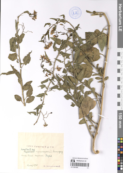 LE 01201935