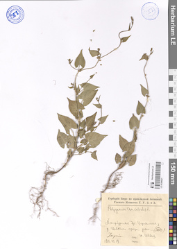 LE 01206021