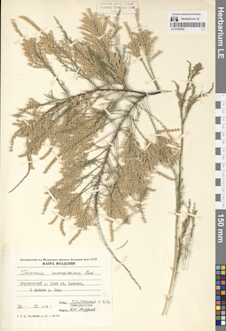 LE 01293024