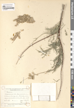 LE 01293032