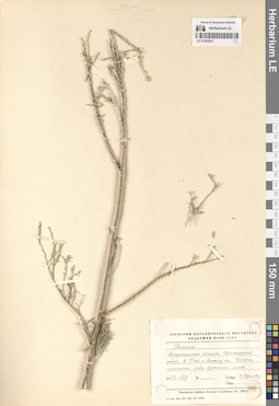 LE 01293033