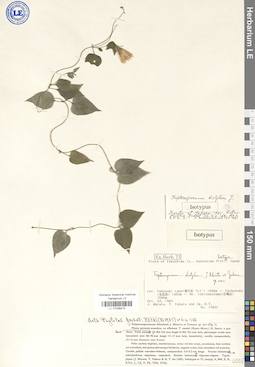 LE 01036415
